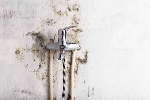 Best Mold Remediation  in Buchanan, GA