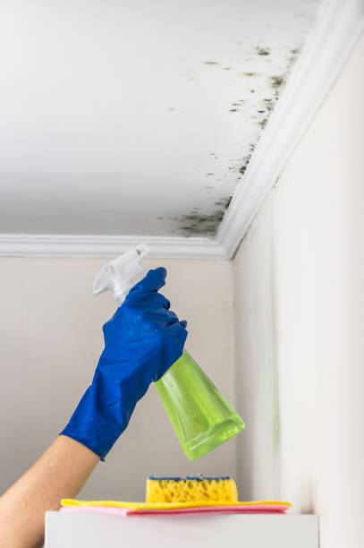 Best Mold Remediation Services  in Buchanan, GA
